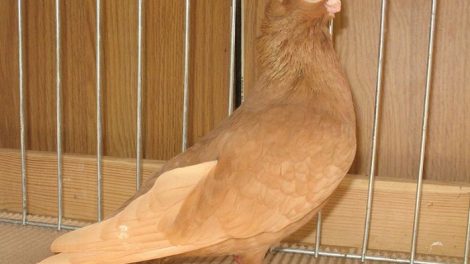 culbutant - pigeon japan