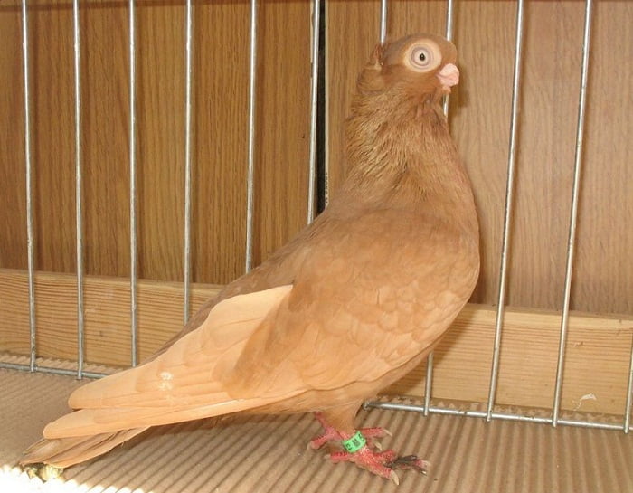 culbutant - pigeon japan