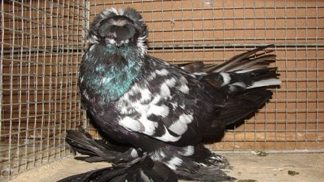 pigeon noire
