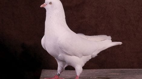 highflyer pigeons