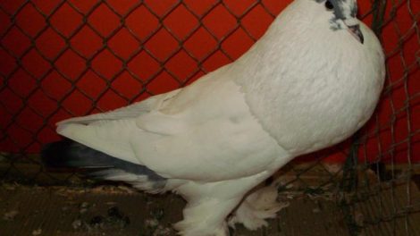 kabuter photos