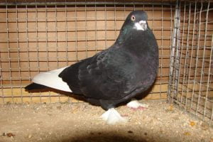tumbler fancy pigeons