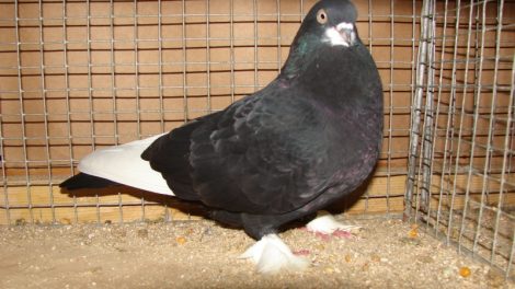 tumbler fancy pigeons