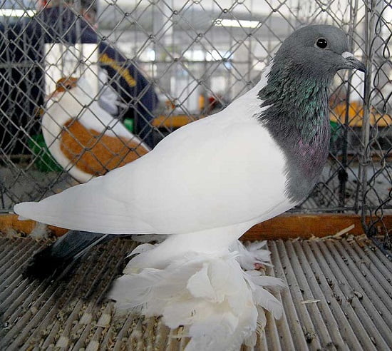 german colour pigeons - saxon pigeons