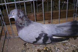pigeons - wiki - tumbler - blue pigeons