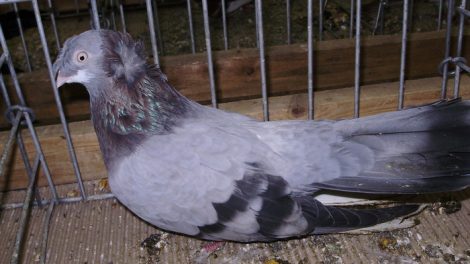pigeons - wiki - tumbler - blue pigeons