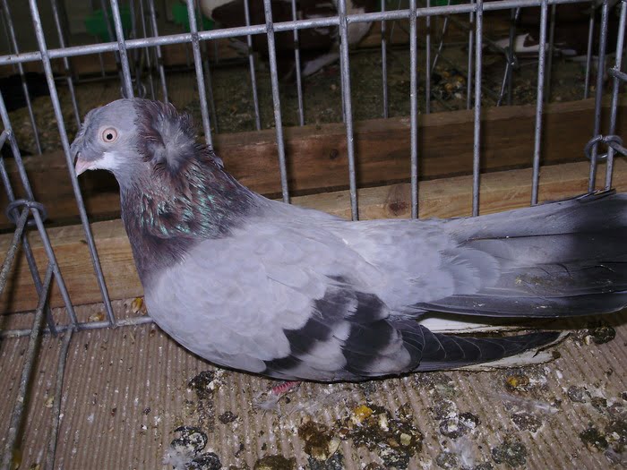 pigeons - wiki - tumbler - blue pigeons