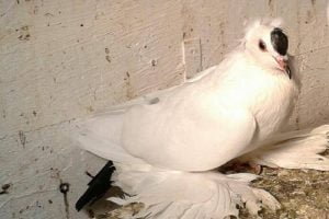 saxon opigeons - german pigeons
