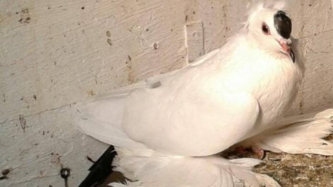saxon opigeons - german pigeons