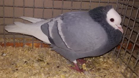 colour german pigeons