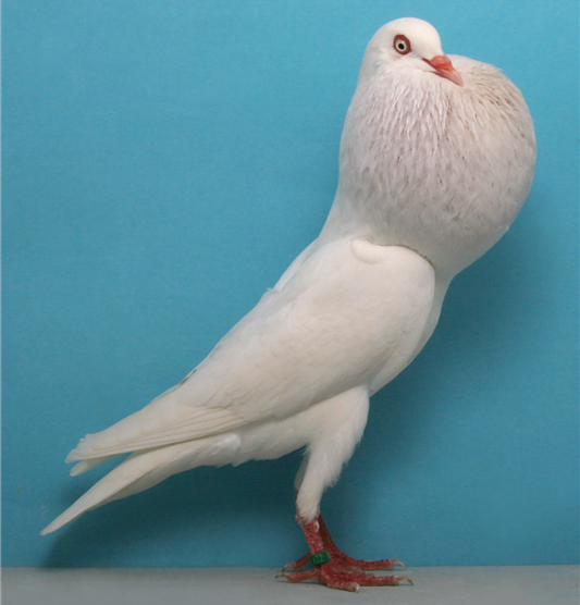 pigeon - pouter