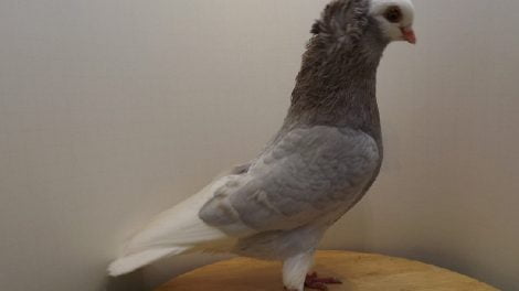 roller pigeons