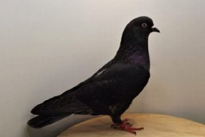 tumbler american - flying pigeons