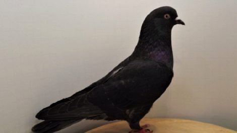 tumbler american - flying pigeons