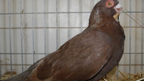 palomas