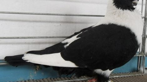 domino pigeons