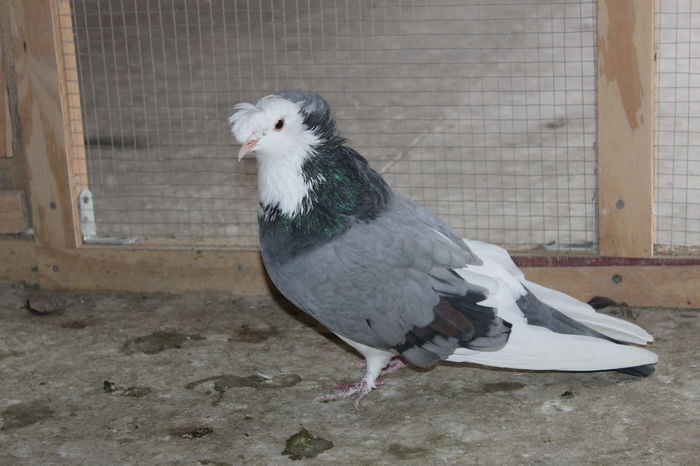 pigeons- utility - romanian
