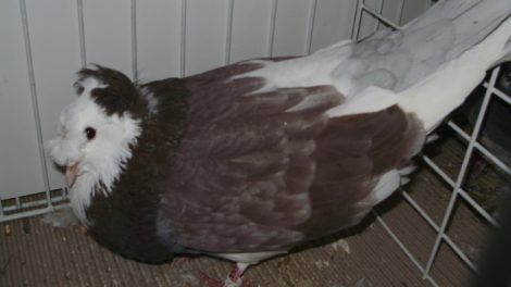 giant - form pigeons