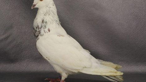 giant pigeon