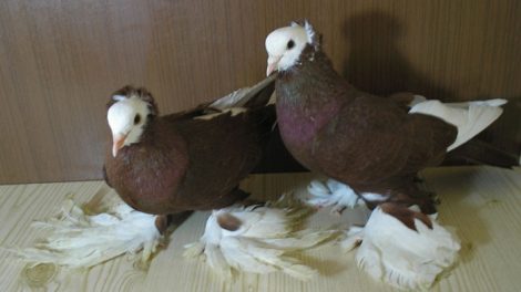 russian tumbler pigeons - red pigeons