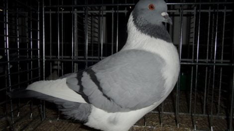 color pigeons