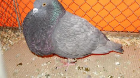 pigeons boulant
