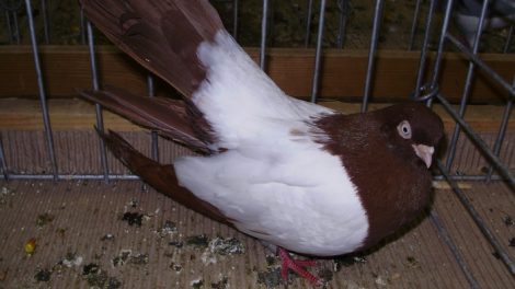 bulgarian pigeons