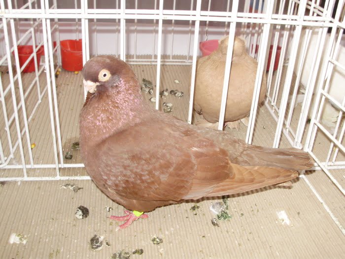 Culbutant pigeons