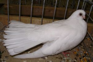 pigeons Culbutant - white pigeons