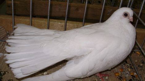 pigeons Culbutant - white pigeons