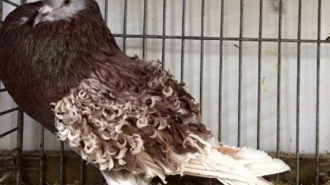 netherland pigeons - brown kabootar