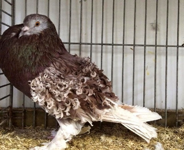 netherland pigeons - brown kabootar
