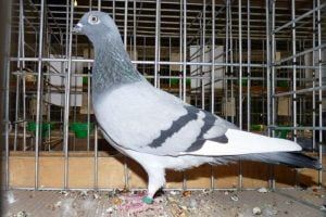 photo of pigeon