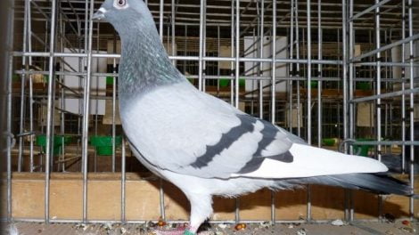 photo of pigeon