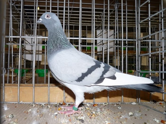 photo of pigeon