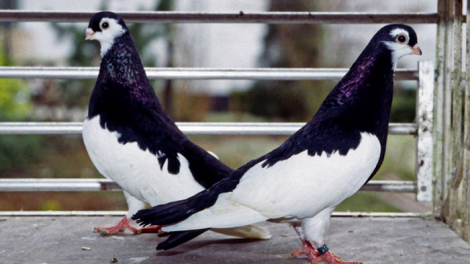 tumbler pigeons