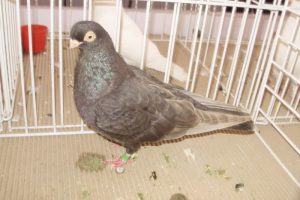 tümmler tauben - romanian