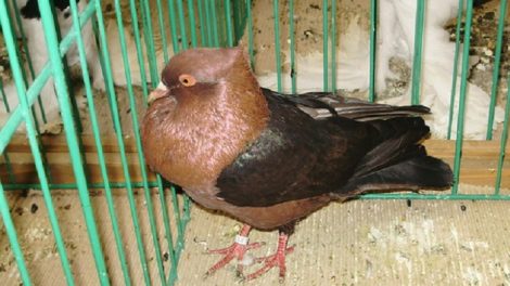 kröpfer pigeons