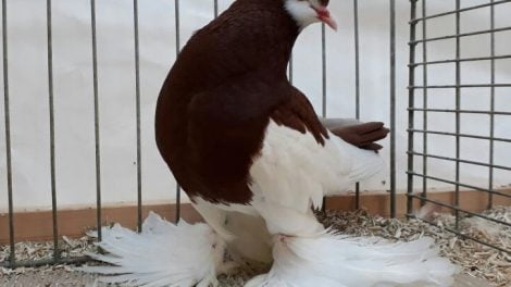 different color pigeons - kobutor picture