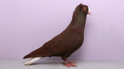 farbentauben