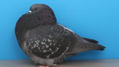 roller pigeons - show roller - american pigeons
