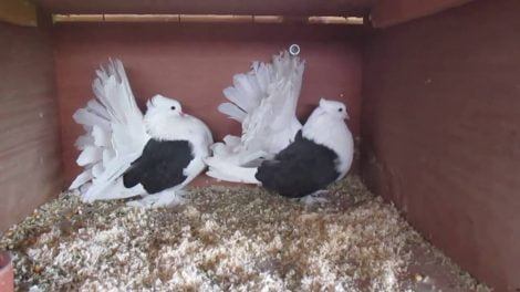 pigeons videos - fantail