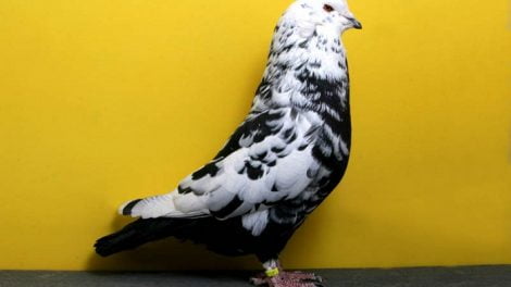 mondain pigeons - american pigeons