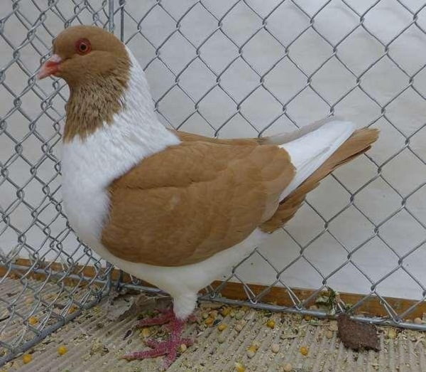 hen mini-bird - aniaml