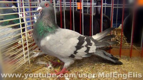 pigeons videos - vides - tauben - french