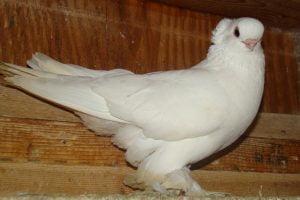 american pigeons breeds - tumbler pigeons