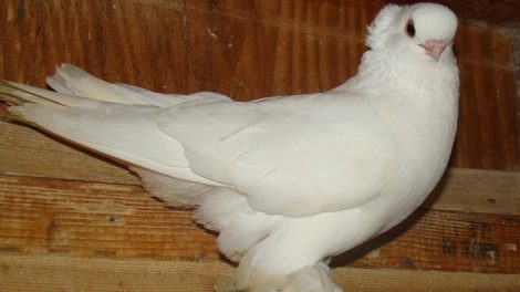 american pigeons breeds - tumbler pigeons
