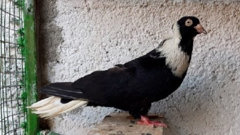 silvern pigeons - bulgarian