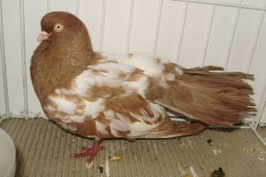 tumbler pigeons - bird - dove