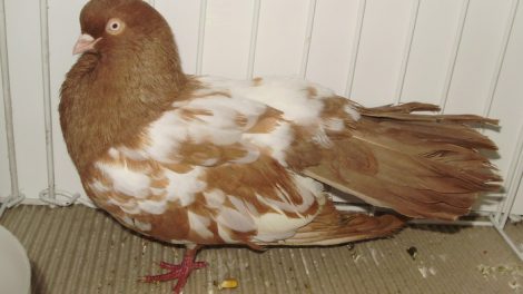 tumbler pigeons - bird - dove